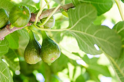 開花無花果花|イチジク（無花果）って花はあるの？いつどこに咲。